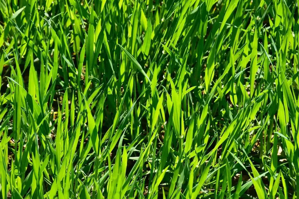 turf care Jacksonville