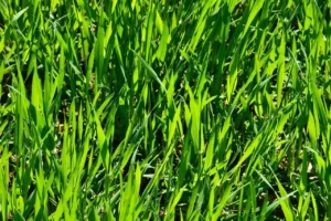 turf care Jacksonville